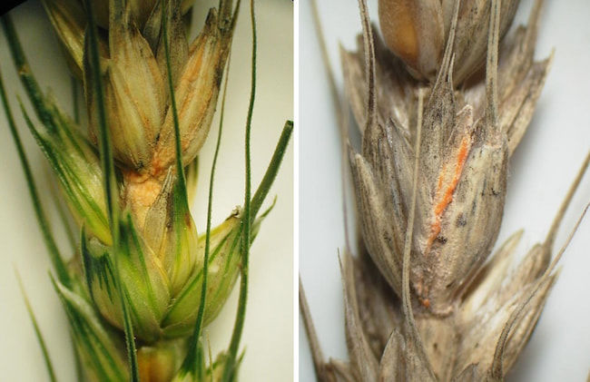 赤かび病が発病した小麦の穂