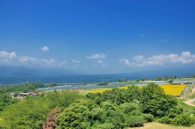施設園芸のハウス群とヒマワリ畑がひろがる北杜市明野町