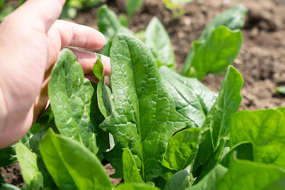 ほうれん草 ほうれん草の葉