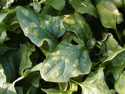ほうれん草 べと病 発病葉(葉表)