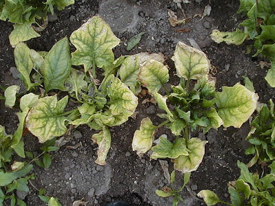 ほうれん草 モザイク病 発病株(6月)