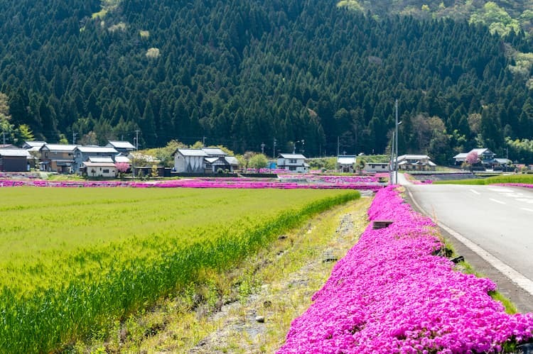 【畦畔の雑草対策】グランドカバーや除草剤を活用！ 効率的な雑草管理のススメ
