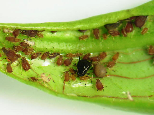ミカンクロアブラムシの成虫(体長2.5mm)と幼虫