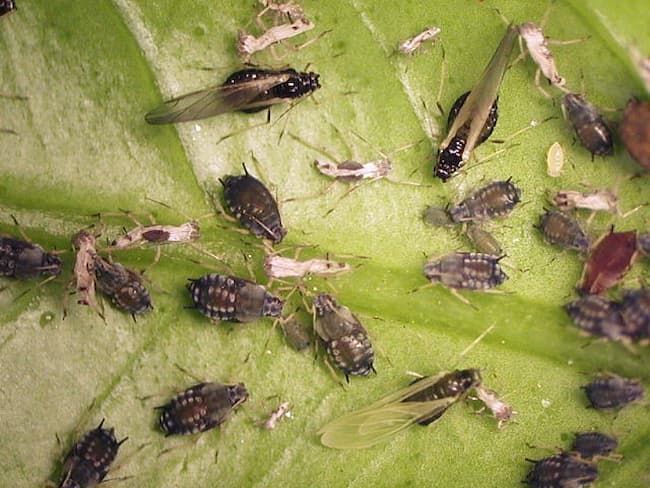ワタアブラムシ成虫(体長1.5mm)と幼虫