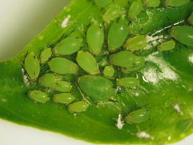 ユキヤナギアブラムシ成虫(体長2mm)と幼虫