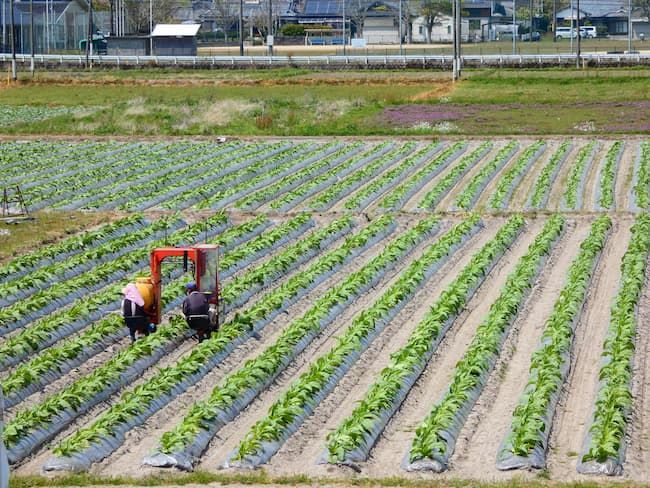 都城市のサツマイモ(甘藷)ほ場