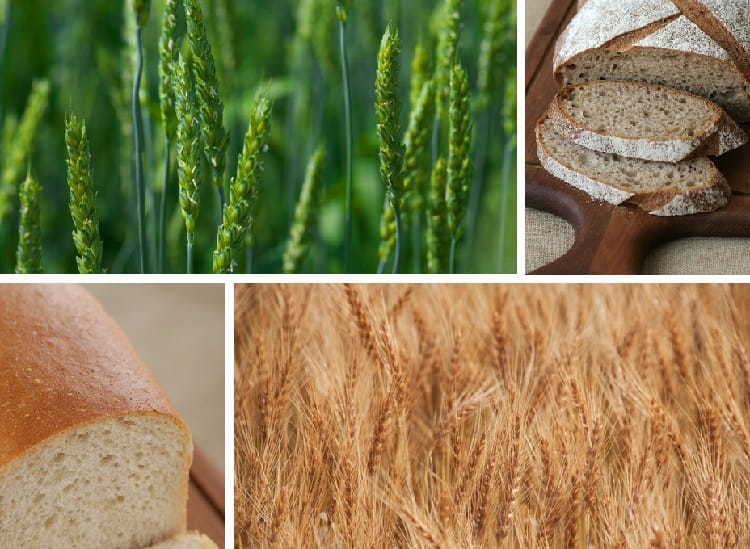 国産小麦の需要拡大に注目! 栽培条件や消費・生産動向、参入の成功事例を解説