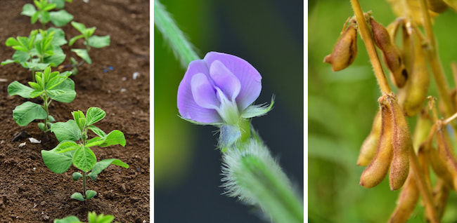 大豆の生育 発芽直後・開花期・収穫機