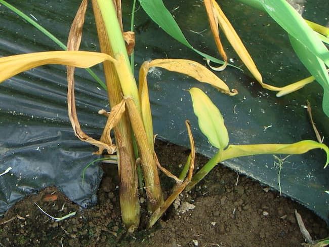 生姜の根茎腐敗病 発病株 地際部が褐色に変色している