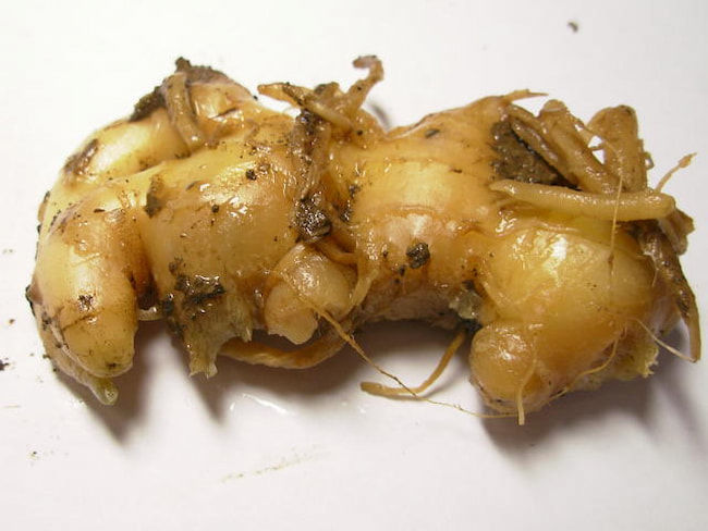 生姜の根茎腐敗病 発病根茎