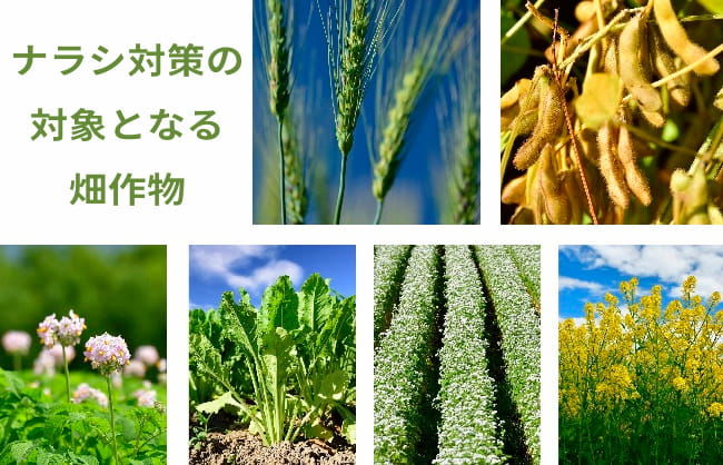 ナラシ対策の対象となる畑作物 麦・大豆・ジャガイモ(馬鈴薯)・てん菜(ビート)・そば・なたね