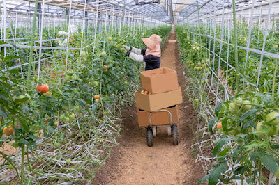 トマトの収穫・出荷