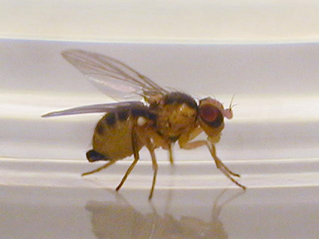 マメハモグリバエ成虫(体長2mm)