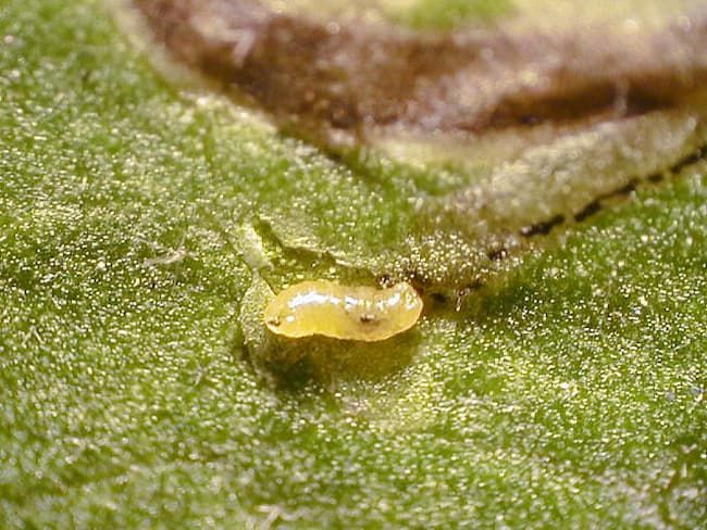 マメハモグリバエ幼虫(体長2mm)