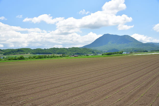 北海道  6月 発芽したばかりの大豆