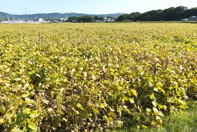 福岡県 10月 黄化した大豆 