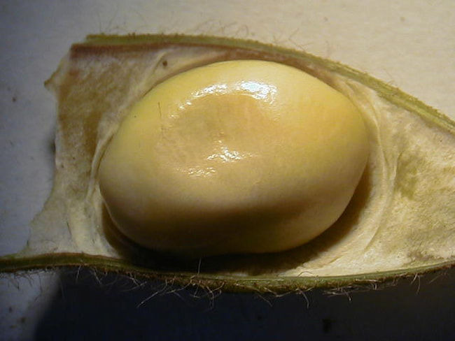 大豆のカメムシ類 被害粒