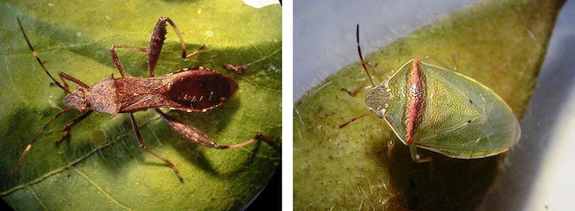 （左）ホソヘリカメムシ成虫(体長16mm)　（右）イチモンジカメムシ成虫(体長10mm)