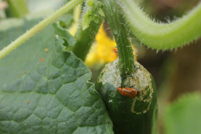 きゅうり ウリハムシの食害