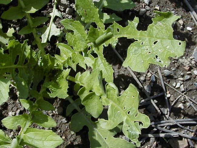 ウリハムシ成虫による大根の葉の食害