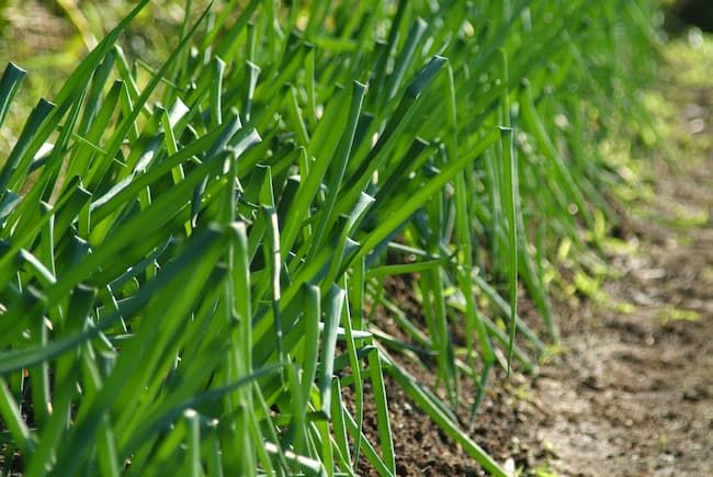 ほ場の周縁に植えられた青ネギ