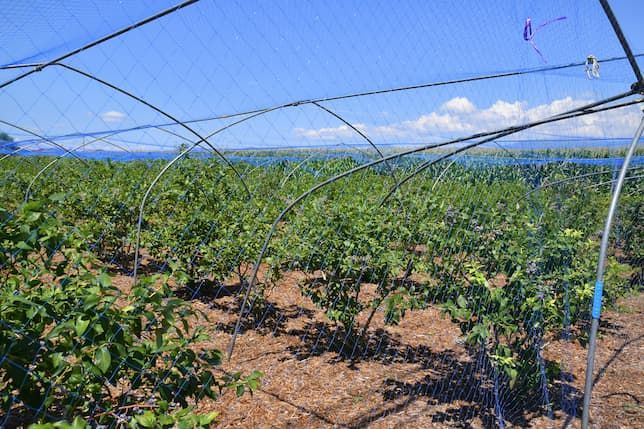 除草が徹底されたブルーベリーの園地