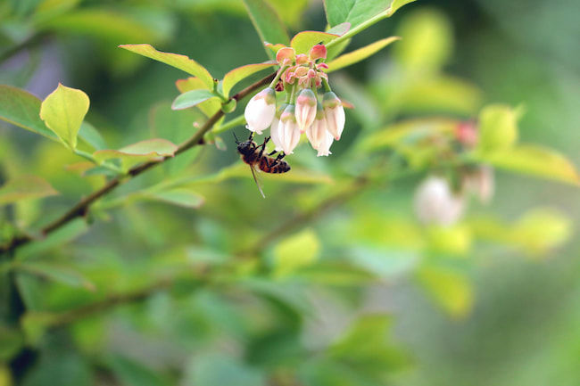 ブルーベリーの訪花昆虫 ミツバチ