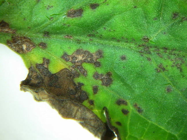 斑点細菌病 葉表病斑(ミニトマト)