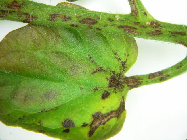 斑点細菌病 葉裏及び茎病斑(ミニトマト)