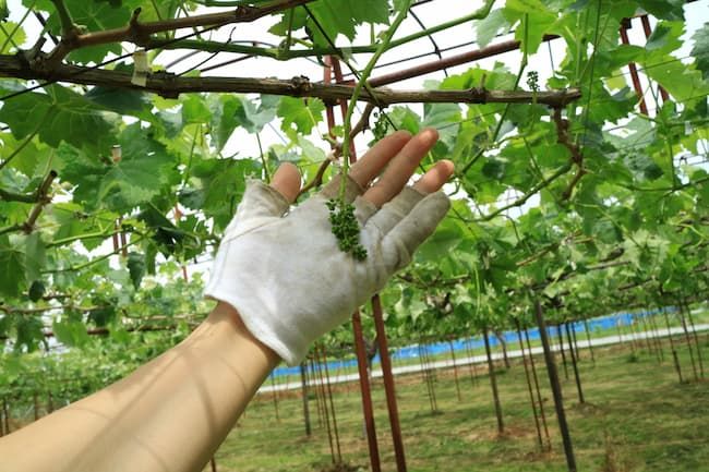 ブドウの花穂整形