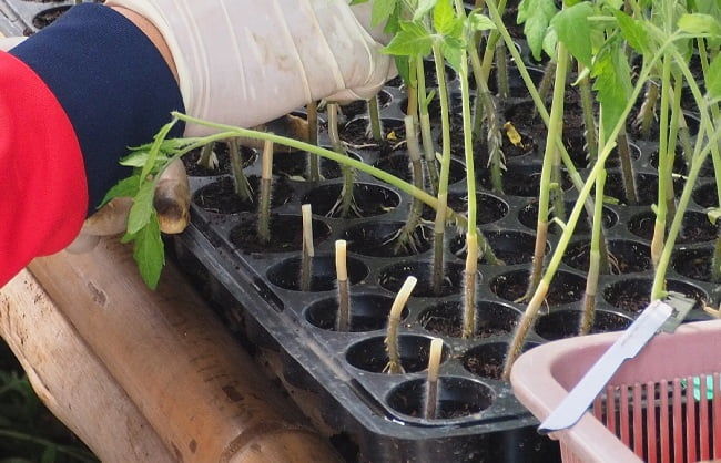 トマトの接ぎ木作業