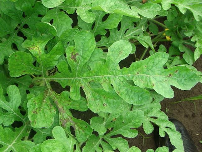 褐斑細菌病の発病葉(スイカ)
