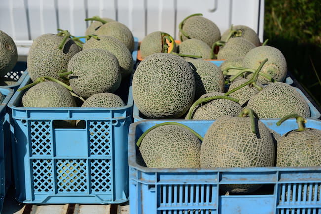 出荷前のメロン