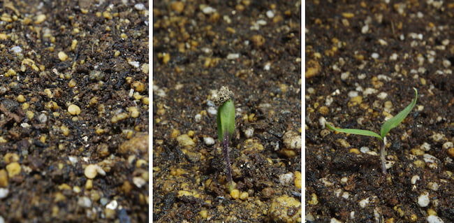 ナスの播種　播種溝・発芽直後・子葉