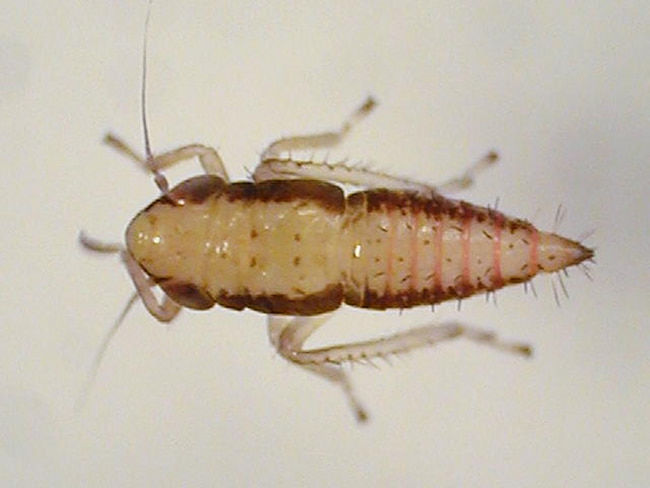 ツマグロヨコバイ2齢幼虫(体長1.4mm)