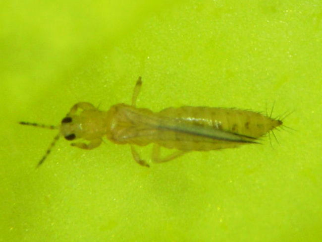 ミカンキイロアザミウマ成虫(体長1.4mm)