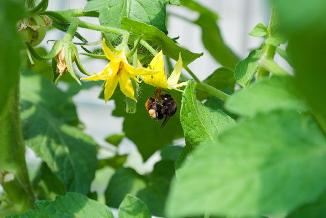 トマトに訪花したマルハナバチ