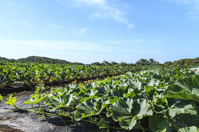 かぼちゃの露地栽培 神奈川県 三浦半島