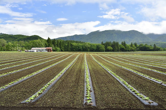 北海道 かぼちゃのポット移植栽培