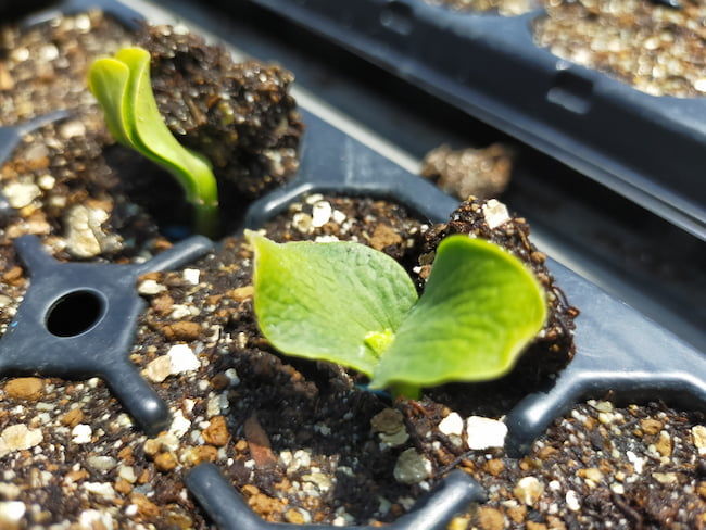 かぼちゃのセルトレイ育苗 発芽直後