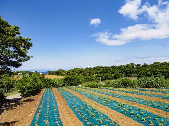 かぼちゃ 露地普通栽培 5月 定植直後