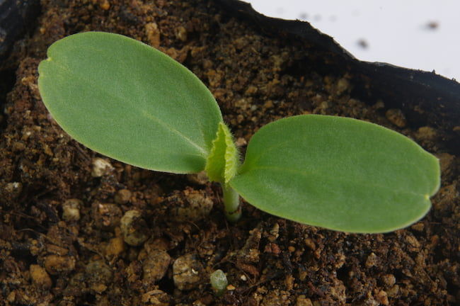 発芽後のメロン苗