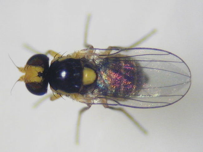 トマトハモグリバエ成虫(体長1.6mm)