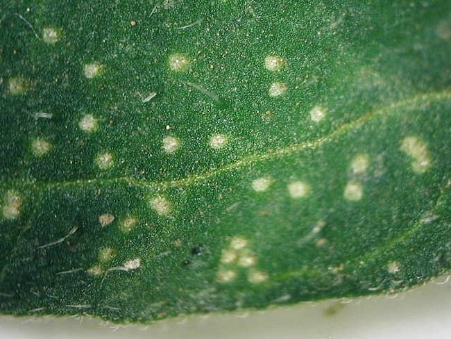 トマトハモグリバエ 成虫の産卵痕(トマト)