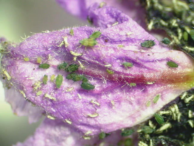 ナスの花弁に寄生したワタアブラムシ