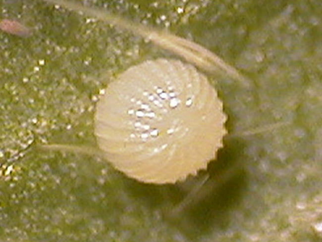 オオタバコガの卵(直径0.5mm)
