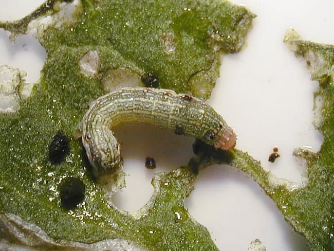 ハスモンヨトウの中齢幼虫(体長10mm)背中に刺毛がない