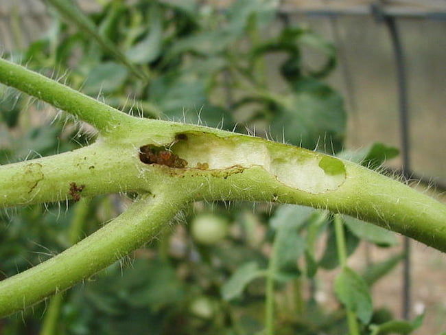 トマトの茎内に侵入したオオタバコガ幼虫