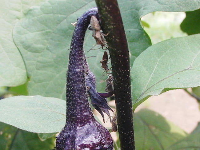 ナスの茎に寄生するホオズキカメムシ