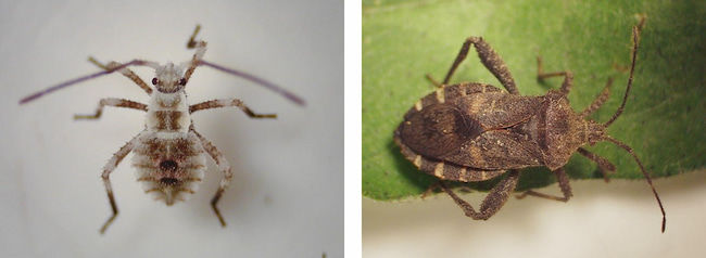 左:ホオズキカメムシ3齢幼虫(体長4mm) 右:ホオズキカメムシ成虫(体長13mm)
